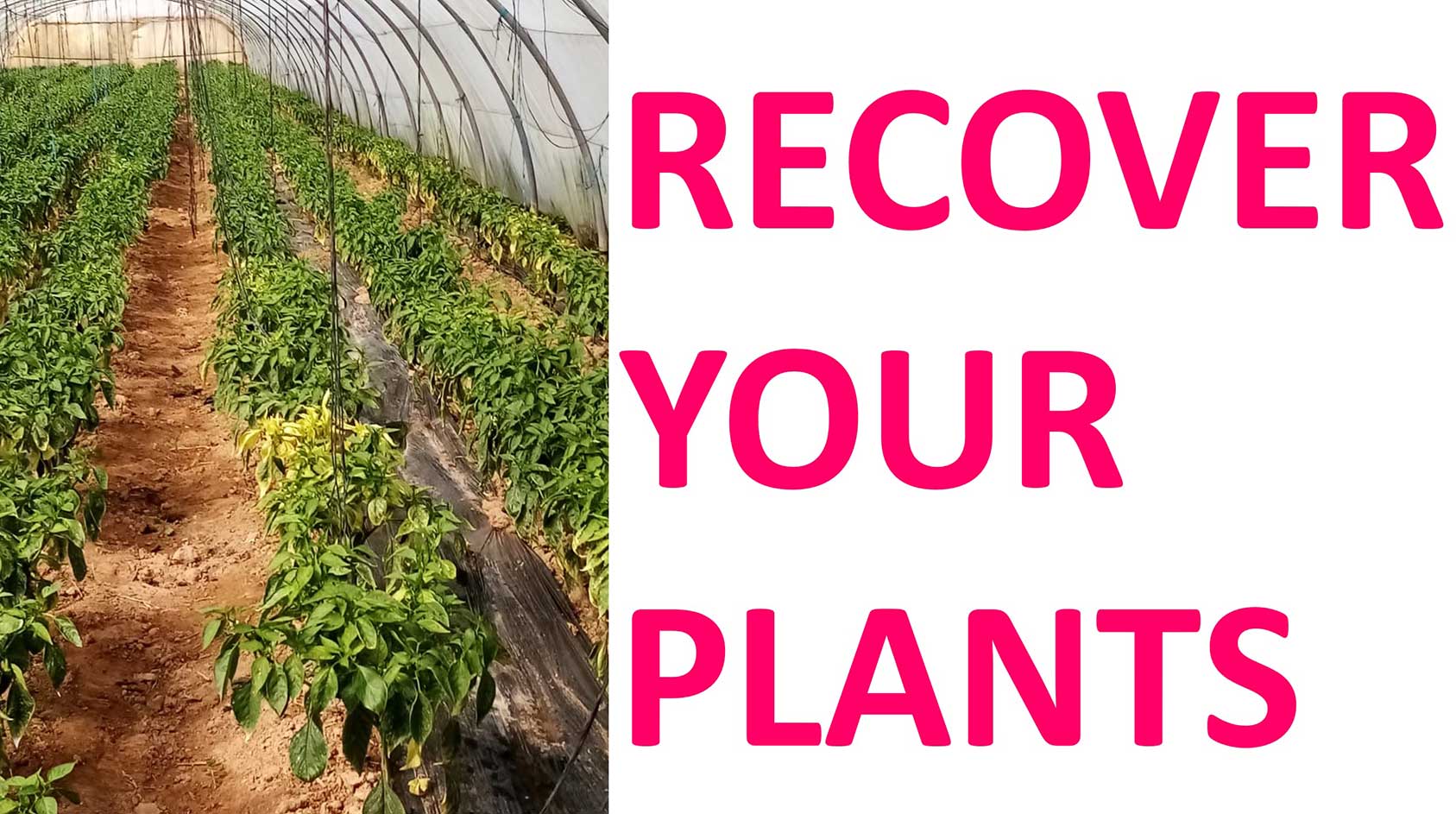 Recover your infested pepper plants by using Sanbio EPSOMIT. » SANBIO